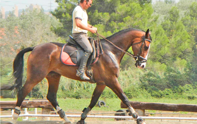 Fiona caballo competicion de Eduardo Via-dufresne