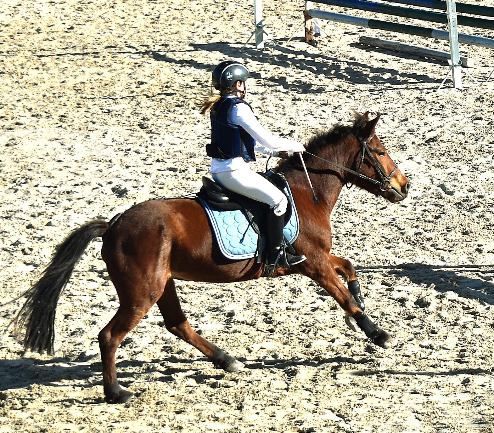 caballos-ponis-via-dufresne